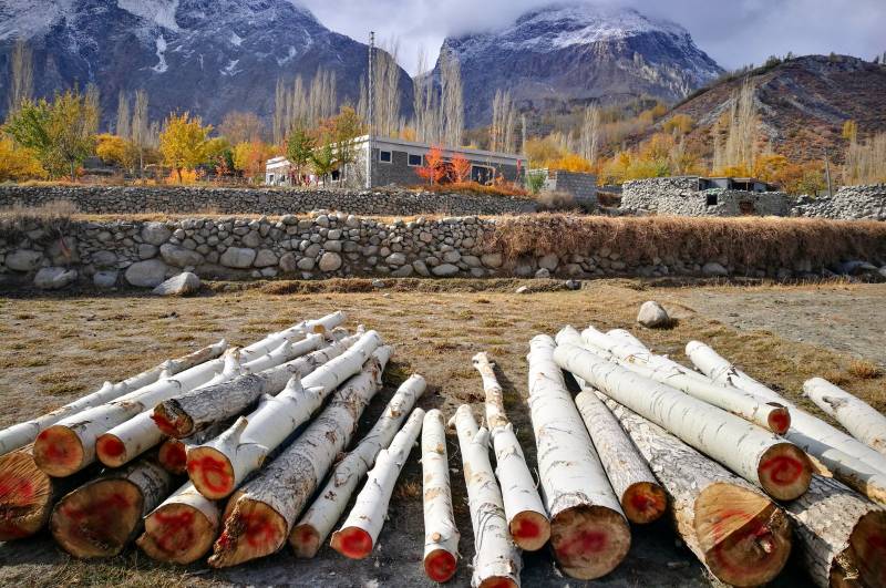 Pakistan puts an end to illegal logging in north with armed forces