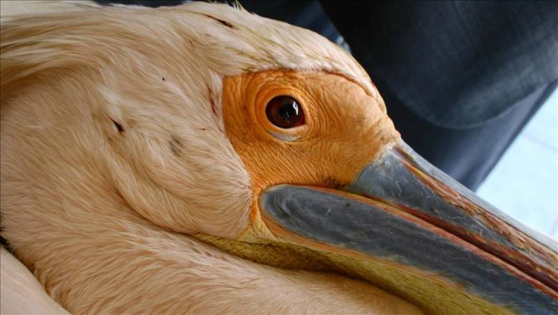 750 pelicans perish at bird park in Senegal