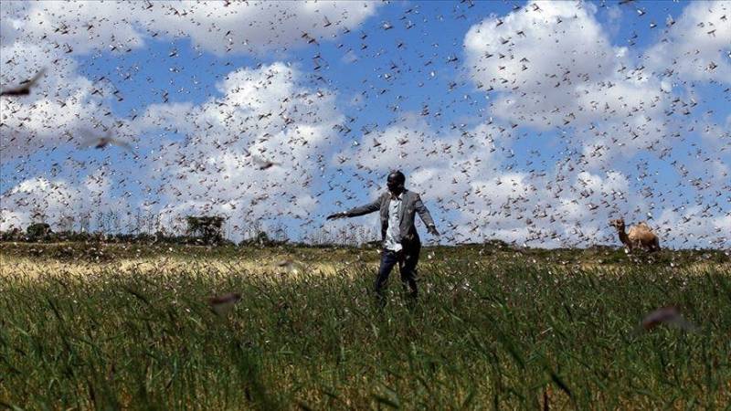 Kenya braves another bigger, deadlier locust invasion