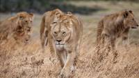 Africa&#039;s lion population dwindling, warn activists