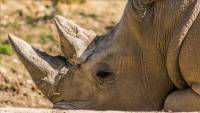 24 rhino carcasses found in South Africa in just 2 weeks