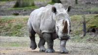 Egg harvesting halted from 1 of 2 nearly extinct female northern white rhinos in Kenya