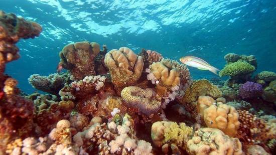 Ecologists, scientists team up in Tanzania to save coral reefs