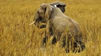 Kenya uses satellite-linked GPS collars to protect elephants, people