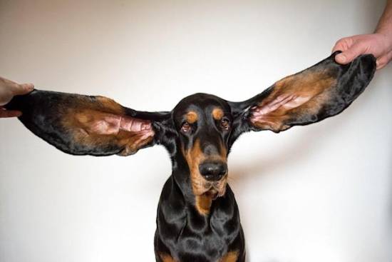Canine with 13-Inch Ears Breaks the Guinness World Record for Longest Ears on a Dog