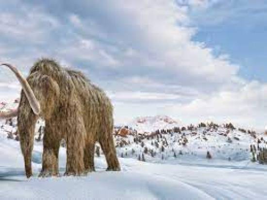 Woolly mammoths roamed North America and Eurasia during the Ice Age iStock / Getty Images Plus