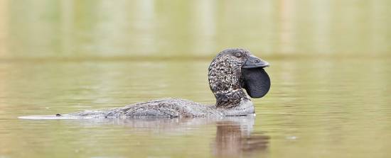 Ducks can swear. One named Ripper was recorded calling someone a &#039;bloody fool&#039;