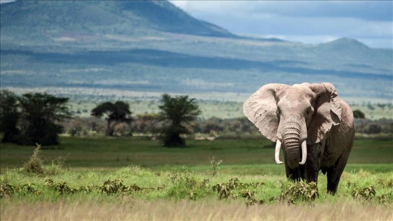Kenya launches elephant naming ceremony to promote conservation