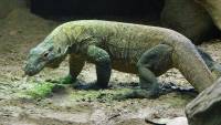 World&#039;s largest lizards could die out from climate change