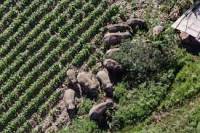 China&#039;s wandering elephants may be ending their epic journey... There is no place like home!