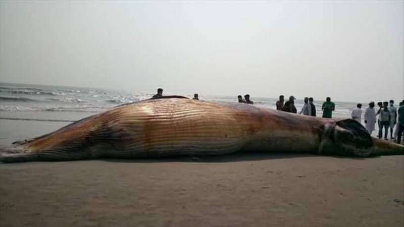 Giant dead whale found on Bangladesh beach