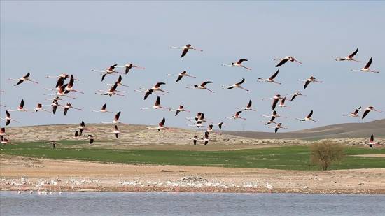 Nearly 1,900 flamingo chicks hatched in Turkiye’s Lake Tuz last year