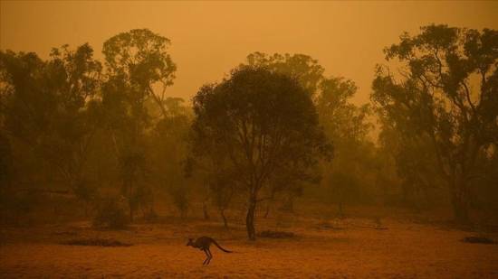 Over 6,000 hectares of forest burned in Australia wildfire