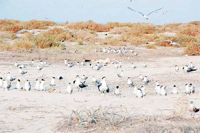 Kuwait: Rising temp fails to deter migratory birds ‘journey’