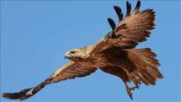 Migratory bird of prey’s journey covers 2 continents, 13 countries