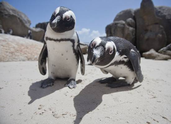 Endangered African penguins likely to go extinct soon
