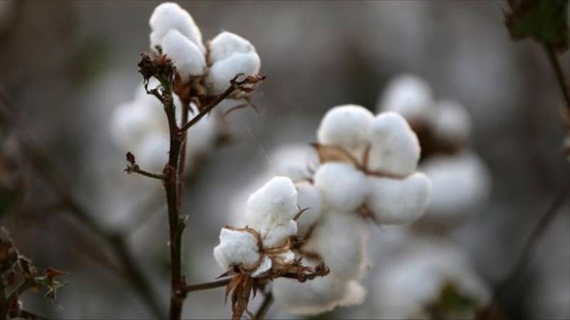 US halts cotton imports from Chinese unit over abuses