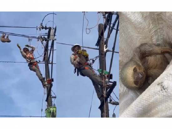 Sloth hanging from cable in Colombia rescued from deadly fate