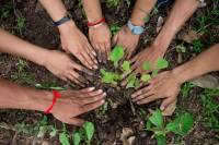 Kuwait Launches Tree-planting Campaign to Address Climate Challenges