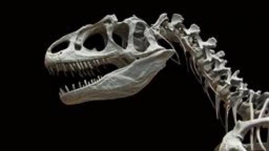 Canadian researchers diagnose dinosaur with flu