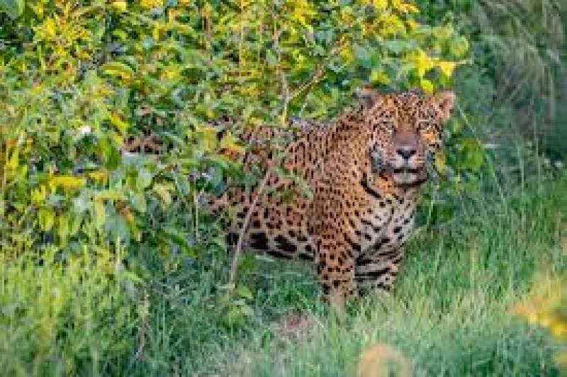 Argentina releases jaguar into wild to help boost species' numbers