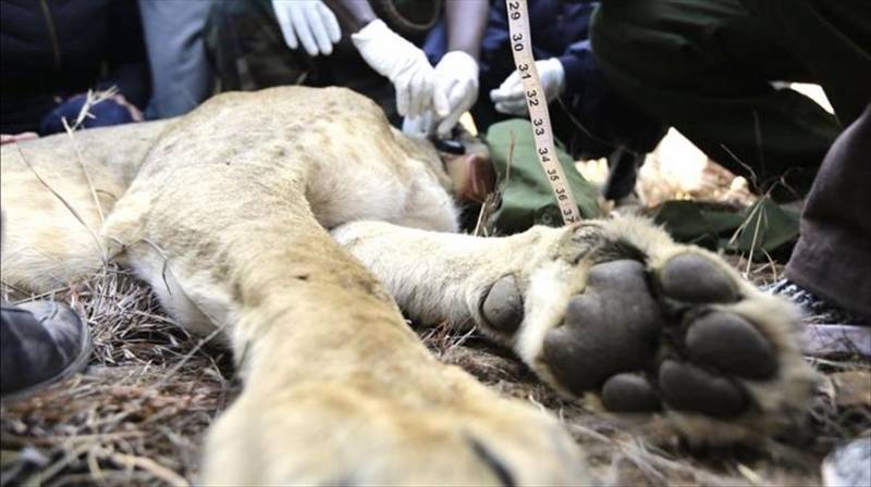 6 lions found dead in Uganda’s famous park