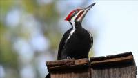 Ivory-Billed Woodpecker among 23 species declared extinct in US