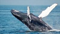 Norway keeps whaling despite severe criticism