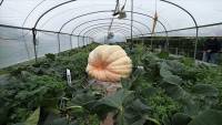 Belgian waiting for world&#039;s largest pumpkin crown