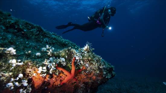 14% of world&#039;s coral reefs wiped out over decade, study reveals