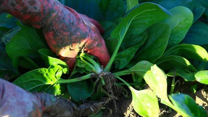 Urban Zimbabweans switching to backyard farming to survive