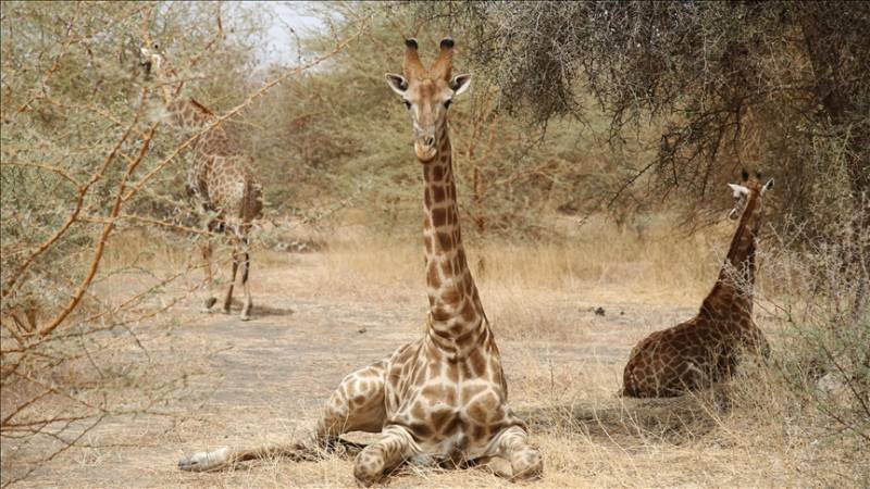 Mysterious skin ailment killing giraffes in Kenya