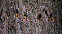 US FDA warns people with seafood allergies against eating cicadas