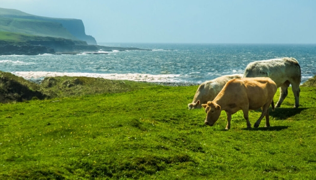 Ireland says report 200,000 cattle to be cut over emissions &#039;not final policy&#039;