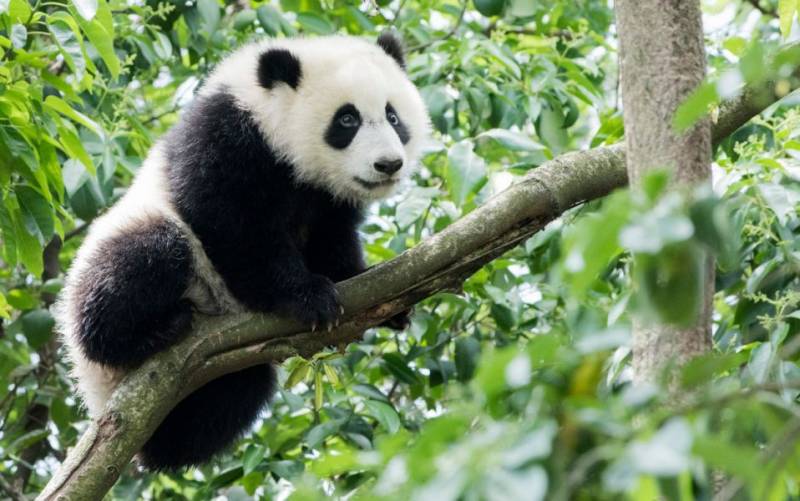 Pandas leave Canada for China after bamboo shortage cuts short Panda Diplomacy