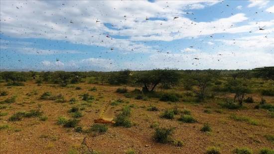 Ancient critters threaten food supply in Kenya