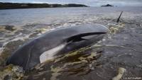 Australia: Rescuers save 100 whales after mass stranding