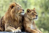 Four lions at Spanish zoo test positive for COVID-19