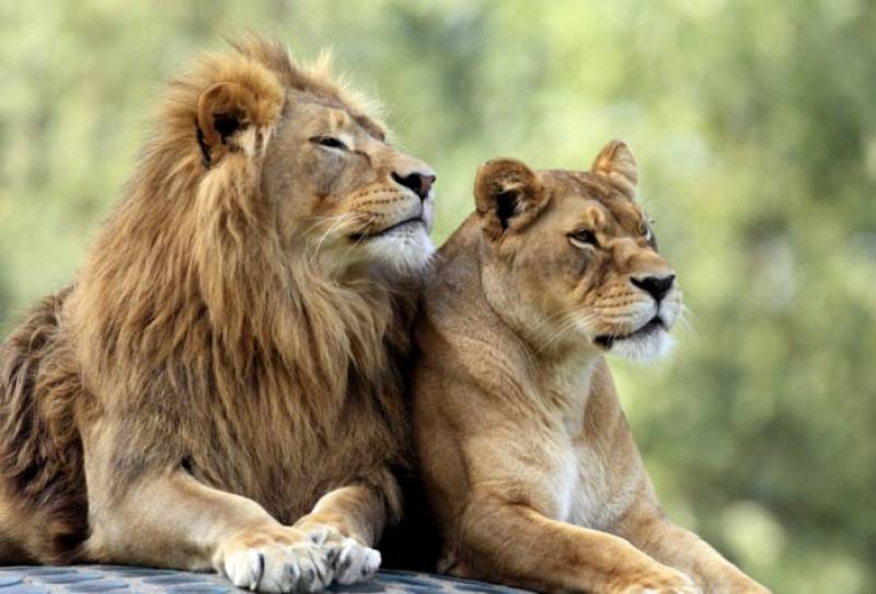 Four lions at Spanish zoo test positive for COVID-19