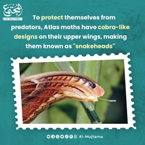 Atlas moths