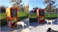 Turkey: Automatic food machines to help stray animals