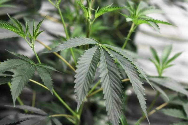 Marijuana legalization successes pave way for national conversation on drug laws: Experts