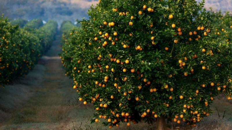 Battle of oranges: Tonnes of South African fruit stranded at European ports