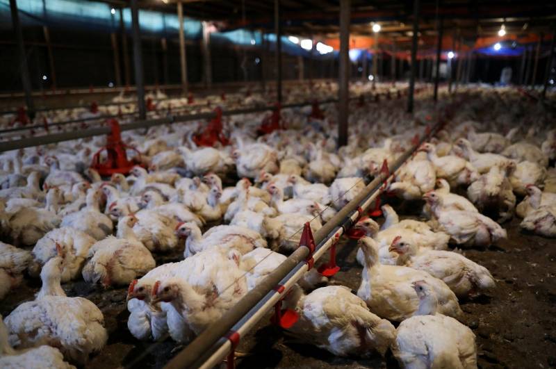 Singapore's de facto national dish in crossfire as Malaysia bans chicken exports