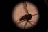 Asian mosquito species threatens African cities: study