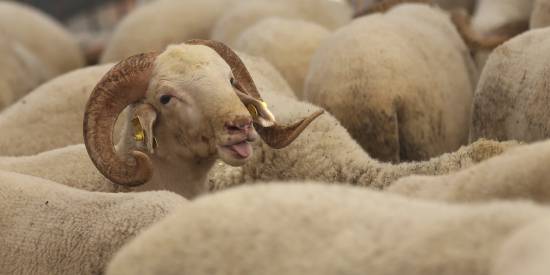 EU top court upholds curb on animal slaughter, angering Jewish groups