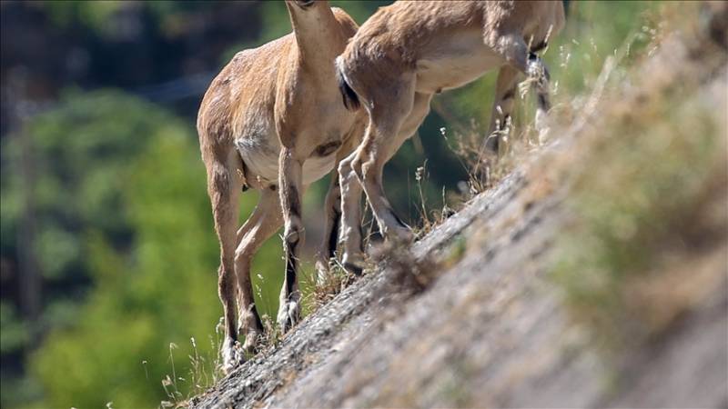 Portugal investigates ‘massacre’ of 540 wild animals