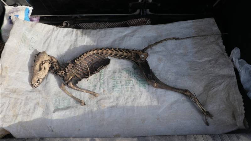 Turkish workers discover animal skeleton belonging to unknown species