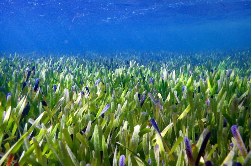 Seagrass meadow spread 180 km2 off Australia is world's largest plant