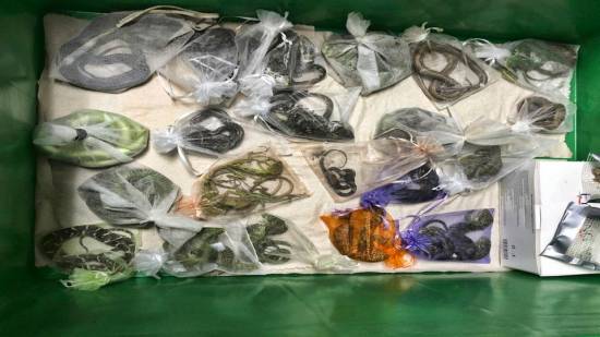 US smuggler admits to carrying snakes and lizards in pants